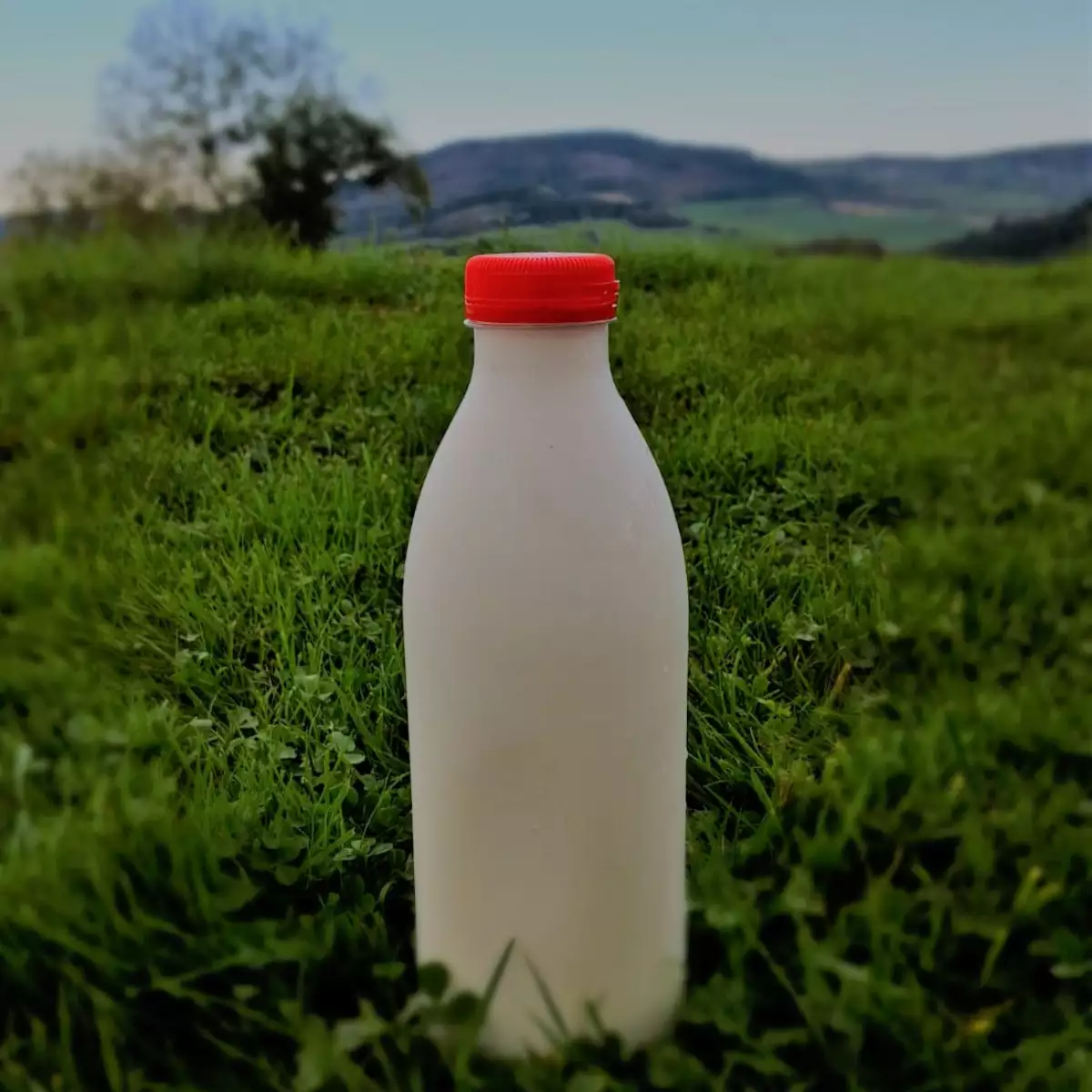 Lait de chèvre pasteurisé